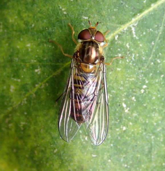 Syrphidae da Id.